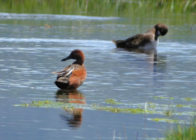  Cinnamon teal 