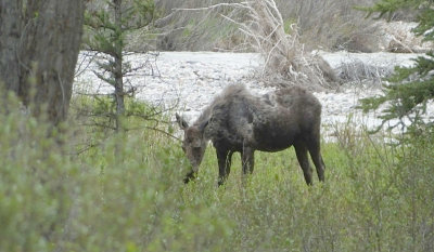  Shiras Moose female  