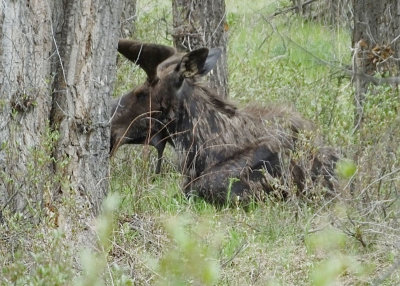 Shiras Moose male partly hidden resting under tree