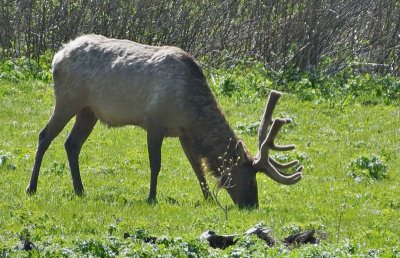  Elk stag (Wapiti) 
