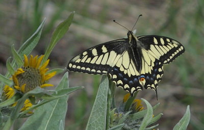   Swallowtail butterfly 