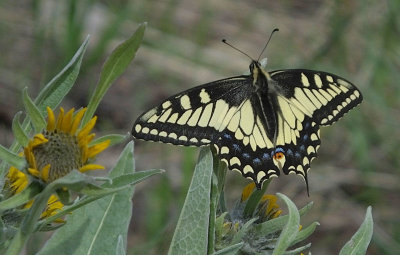 Swallowtail butterfly