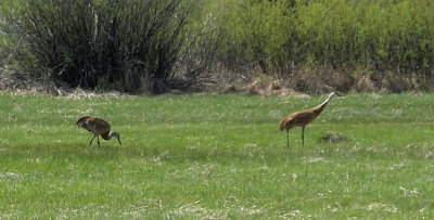  Sandhill cranes 