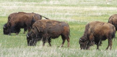  American Bison shedding winter coats