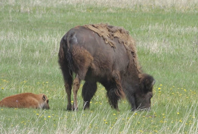  American Bison and calf 