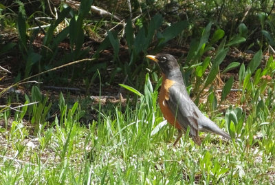 American Robin 