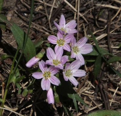 small flowers by walkway Lake Jenny