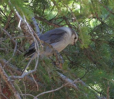  Gray Jay 