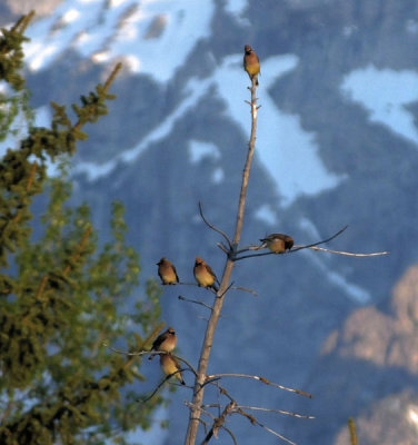  Waxwings 