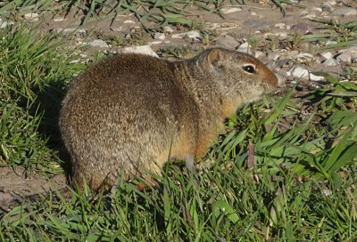   Uinta Ground Squirrel feeding 