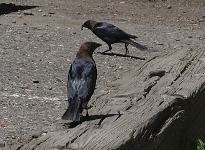  Brown Headed Cowbirds 