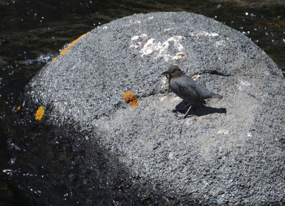  American Dipper with food 