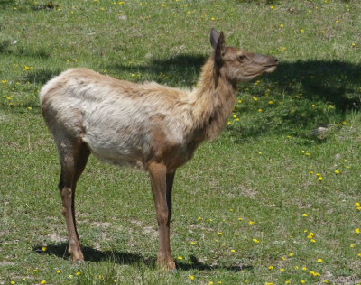  Female Elk chewing 