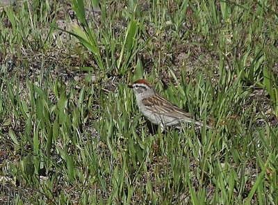  Chipping Sparrow 