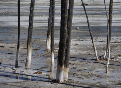 Bobby Sox tree trunks killed by calcium deposits from hot springs