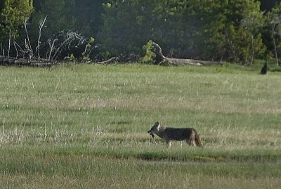  Coyote with snack 