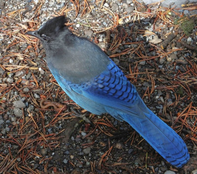 Steller's Jay