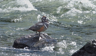 (Rare) Male Harlequin Duck LeHardy rapids