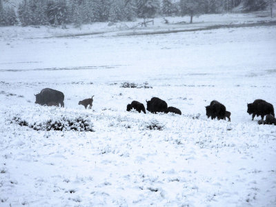  Bison calf frolicking in the snow 