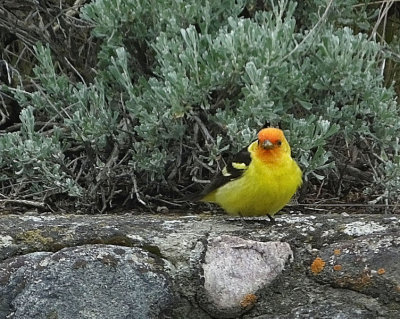  Western Tanager 