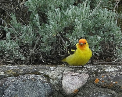 Western Tanager