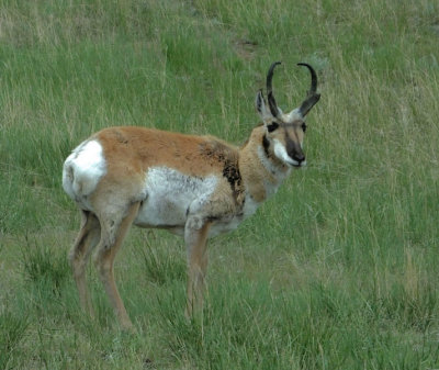 Pronghorn Male standing (second fastest animal on 4 legs)
