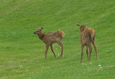  Elk fawns 