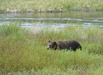 Grizzly Bear by river