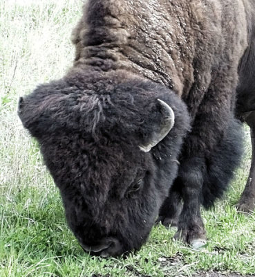 Bison head