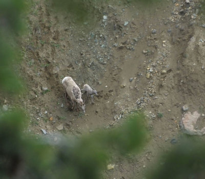 Big Horned Ewe and lamb climbing down Yellowstone gorge