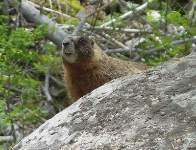 Yellow Bellied Marmot 