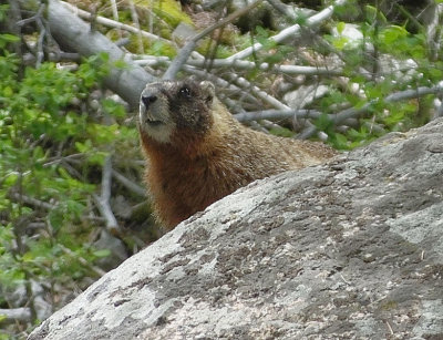 Yellow Bellied Marmot