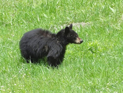   Black Bear yearling 