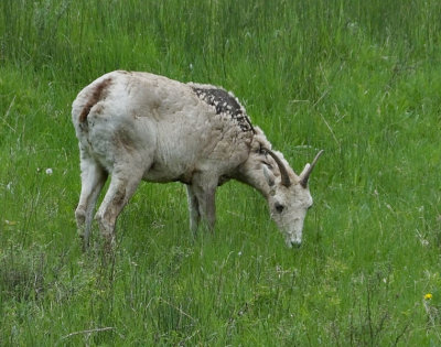 Big Horned Ewe grazing
