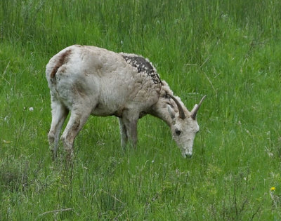   Big Horned Ewe grazing 