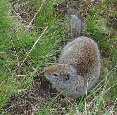  Uinta Ground Squirrel 