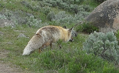 Red Fox