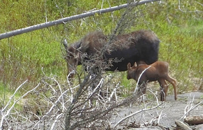 Moose with calf