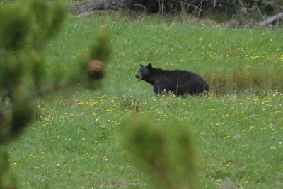  Black Bear adult 