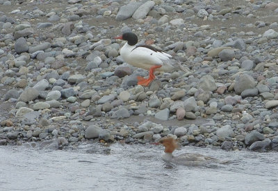 Common Mergansers_Male above_Female swimming