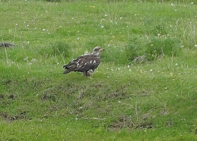 Immature Golden Eagle