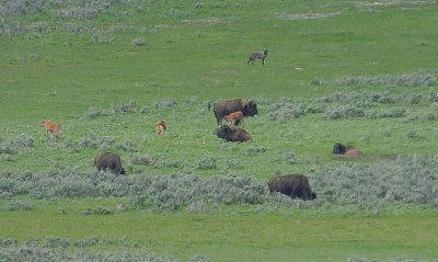 Wolf and Bison