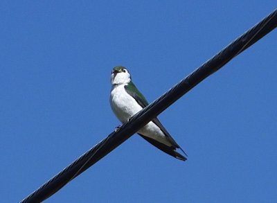 Violet Green Swallow