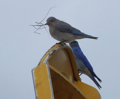 Mountain Bluebirds unwisely building nesting snow plough arm