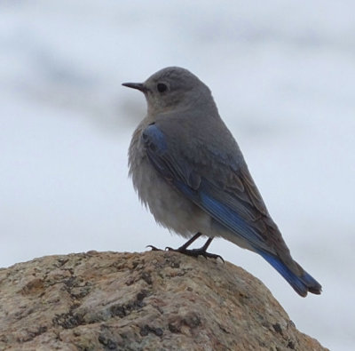  Mountain Bluebird female