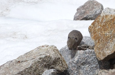 Pika in snow (they can only survive in temps below 55F)