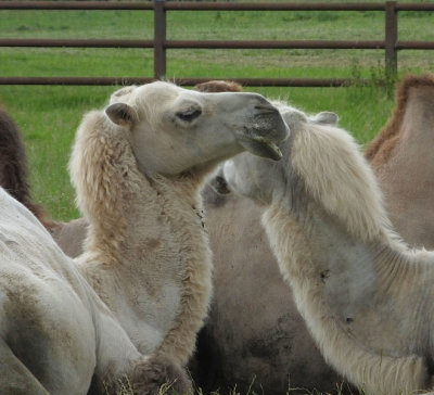  Bactrian Camel 