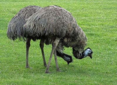  Emus 