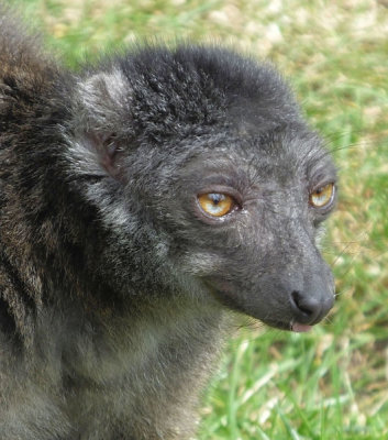  White Fronted Brown Lemur (brown version)