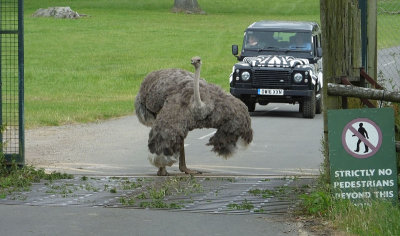  Female ostrich not keen on being moved